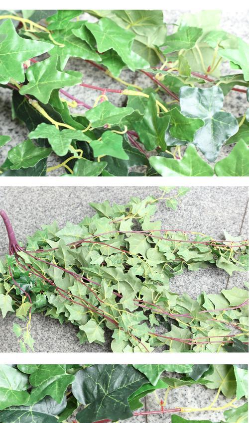 常青藤叶子干枯怎么办？教你恢复青葱的绿色！