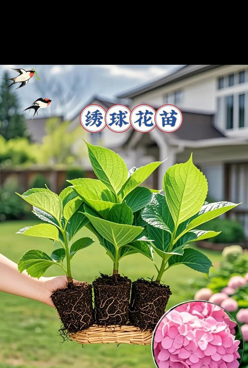 探究绣球花开花时间及开花次数（一年开几次花，细数绣球花的生长习性）