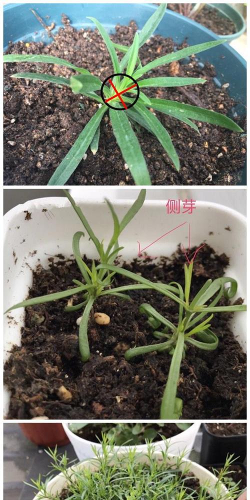 如何养护夏季的满天星？（做好这些，让你的满天星常青常茂！）