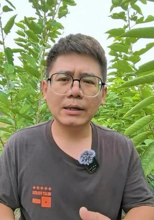 大樱桃炭疽病的防治（探究病害发生原因，科学防治方法解析）