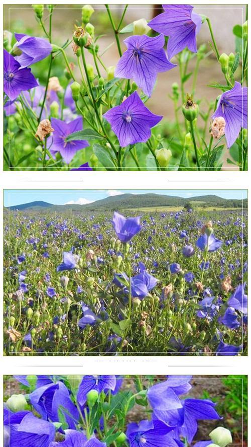 揭秘植物奥秘（科学家的研究发现，桔梗花的寿命究竟有多长？）