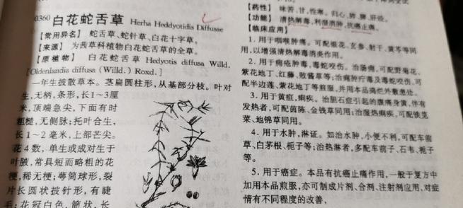 白花蛇草的功效与作用（从多个方面了解白花蛇草的作用）