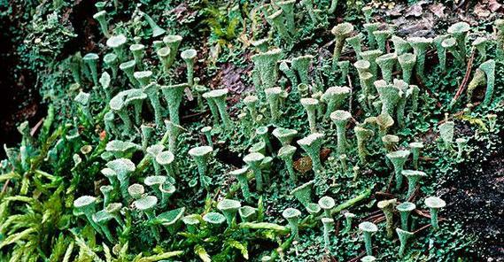 地衣——另类植物世界的奇妙探秘（了解地衣的分类、特点和分布范围）