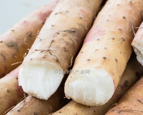 山药品种选择与栽培技巧（选择优质山药品种，轻松栽培高产收获）