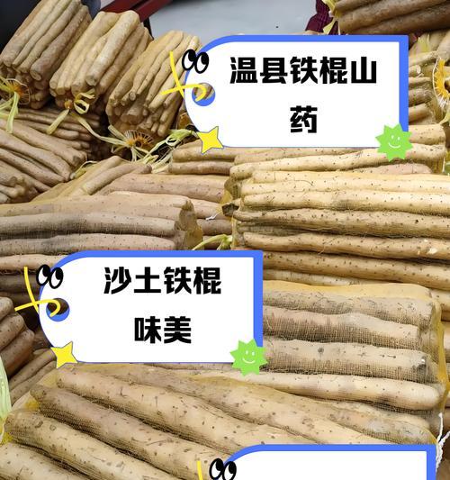 山药品种选择与栽培技巧（选择优质山药品种，轻松栽培高产收获）