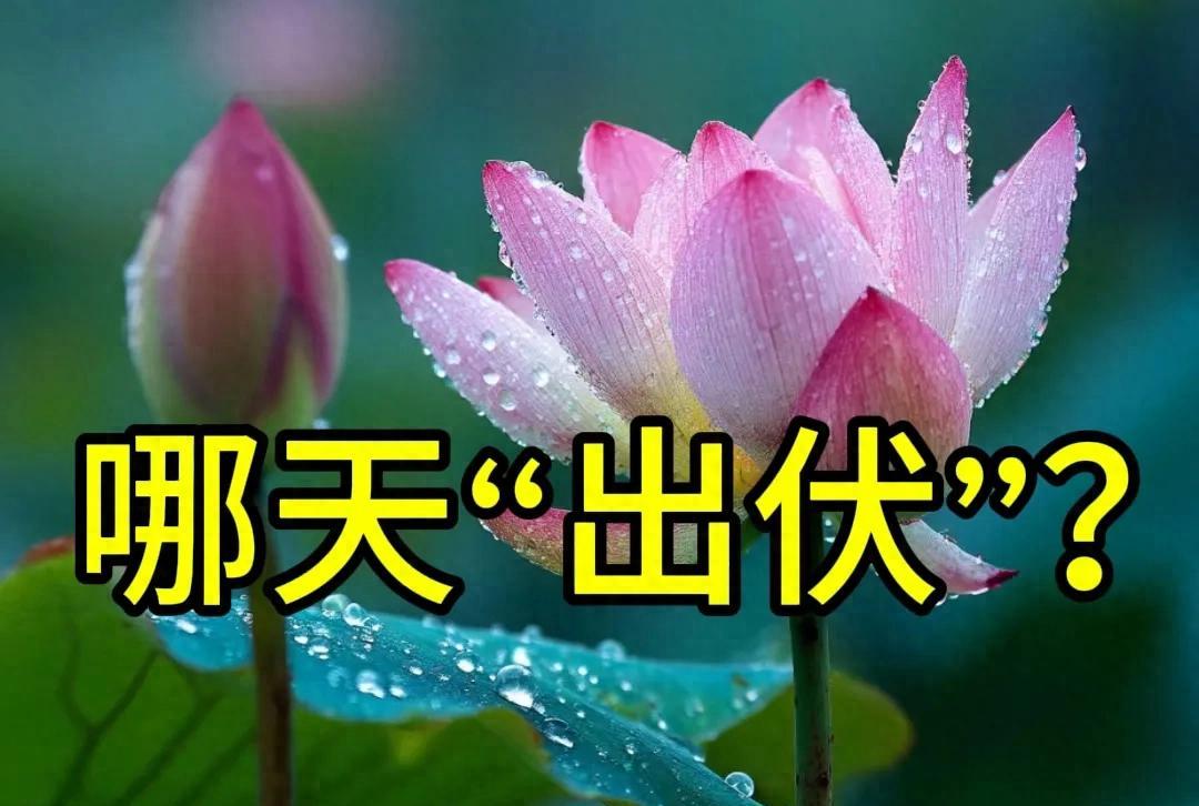 三伏天马上结束了，哪天“出伏”？今年出伏后还热多久？答案来了