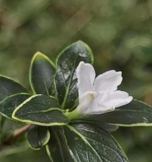 六月雪的花语与寓意（揭示六月雪花的奇妙之处）
