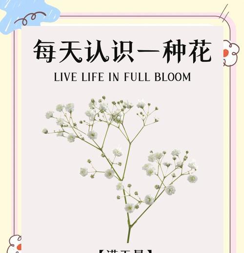 满天星花语的真正含义（探索满天星花语的深层含义）