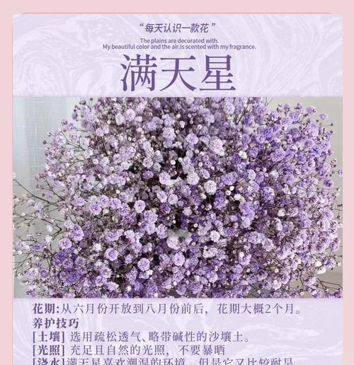 缤纷星空下的花语之旅（不同颜色满天星的寓意与传说）