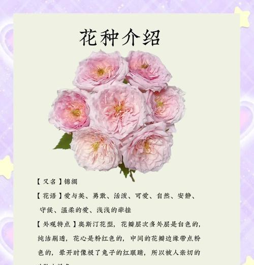 13朵粉玫瑰的花语和象征意义（解读13朵粉玫瑰的心意与寓意）