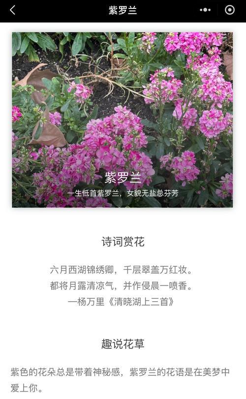 忠诚之花（探索那些以坚贞不渝代表忠诚的植物）