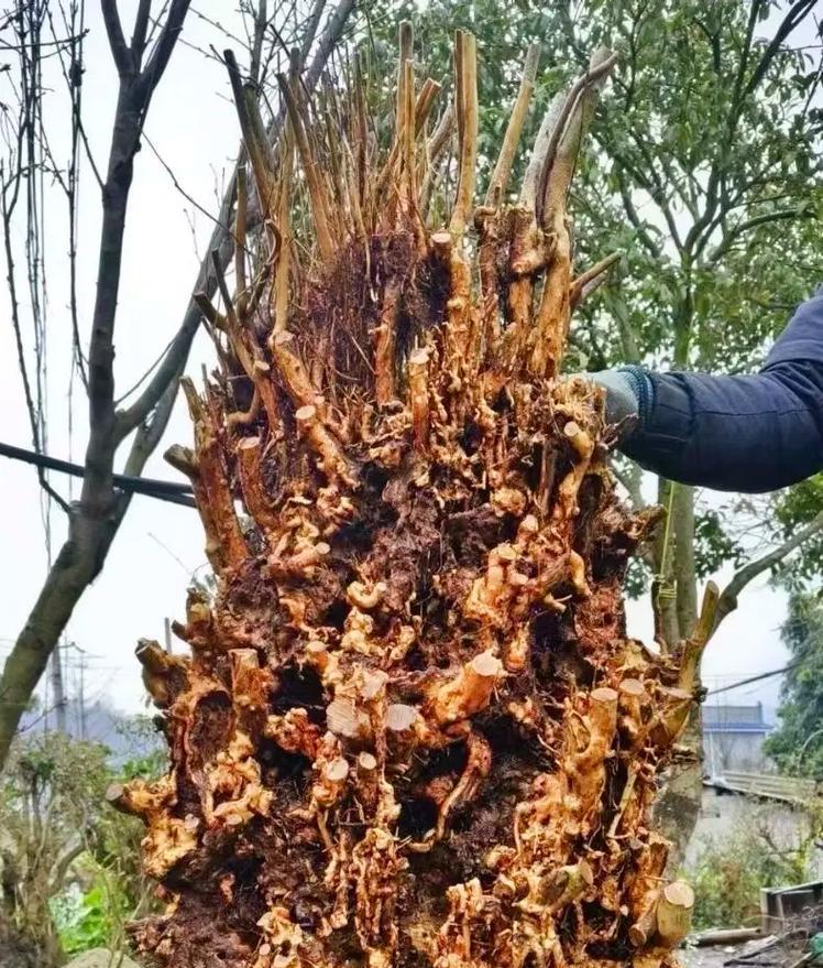 忠诚之花（探索那些以坚贞不渝代表忠诚的植物）
