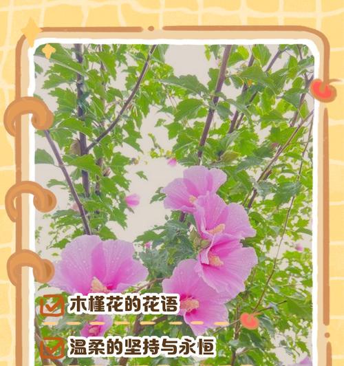 木槿花花语解读（木槿花的花语及象征含义）