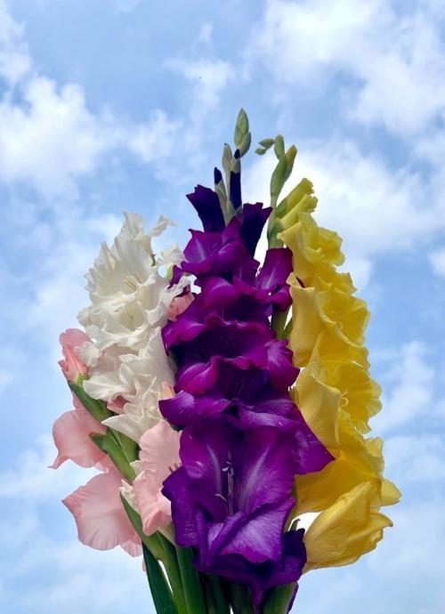 色彩缤纷的唐菖蒲花语（探寻唐菖蒲的花色意义，领悟大自然的诗意）