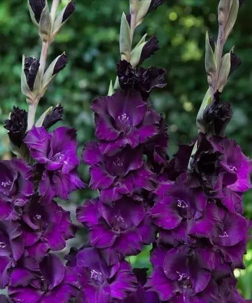 色彩缤纷的唐菖蒲花语（探寻唐菖蒲的花色意义，领悟大自然的诗意）