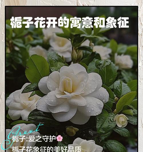 栀子花的花语与寓意（栀子花的象征意义及传承）