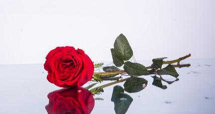 一朵玫瑰花的象征意义（探索玫瑰花的神秘之处，了解其象征意义）