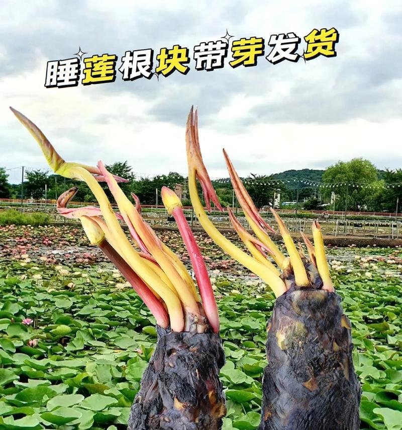 睡莲的象征意义及美丽之魅力（探寻睡莲的美学与精神内涵）