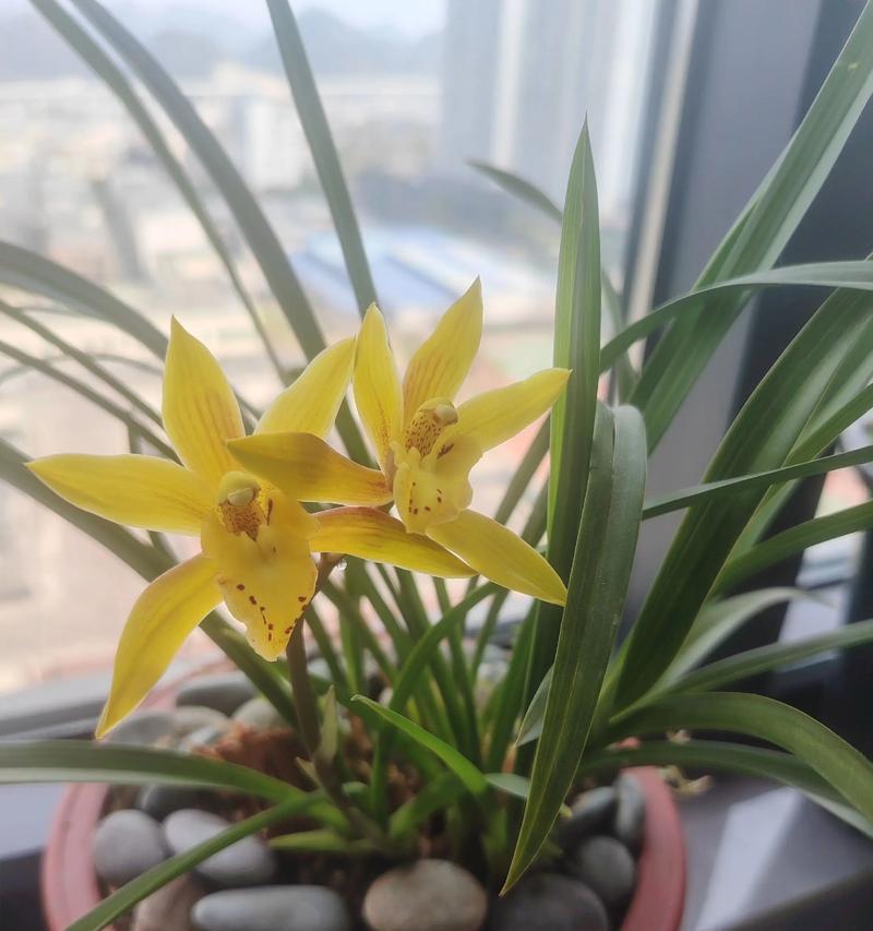 兰花的花语和寓意（探索兰花的象征意义，了解其神秘美丽与文化内涵）