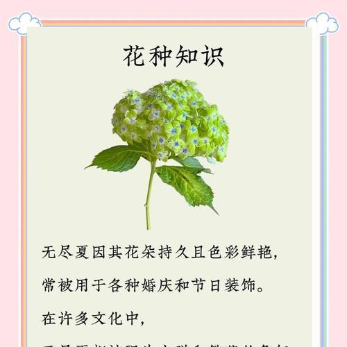 绣球花的花语与寓意（探究绣球花的象征意义与美丽故事）