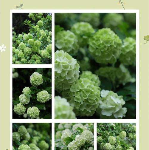 绣球花的花语与寓意（探究绣球花的象征意义与美丽故事）