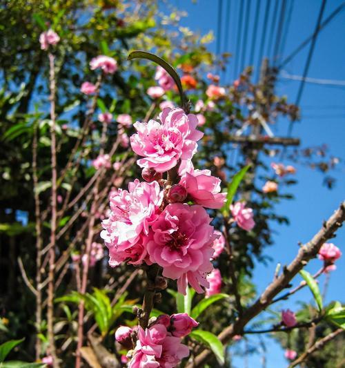 梅花之美（探寻梅花颜色与象征）