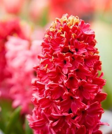 桃红色风信子的花语与意义（绽放春天的温柔与希望）