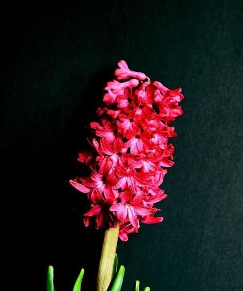 桃红色风信子的花语与意义（绽放春天的温柔与希望）