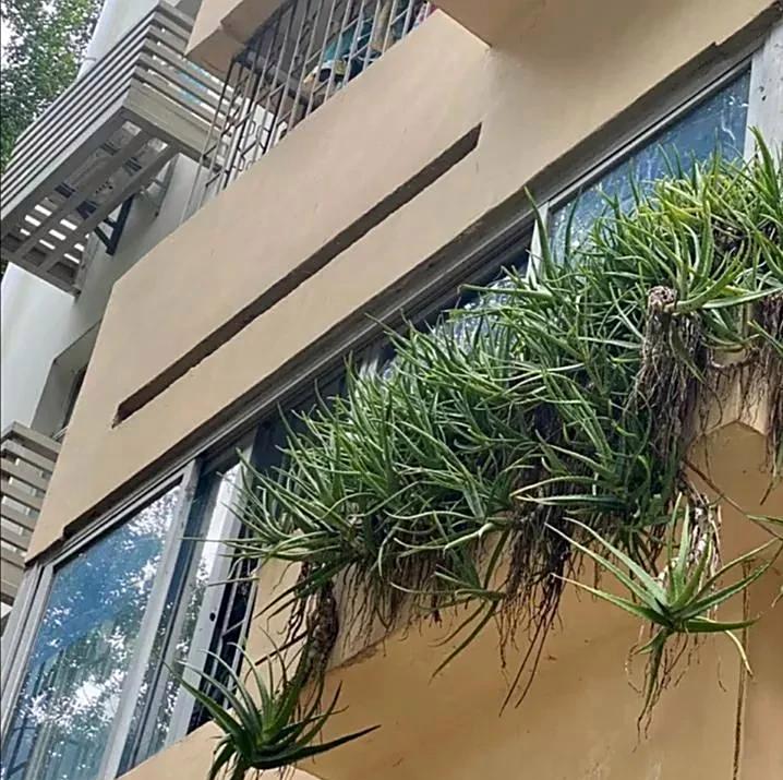 男子离家5年，阳台上的芦荟，像瀑布好震撼，网友：莫不是成精了