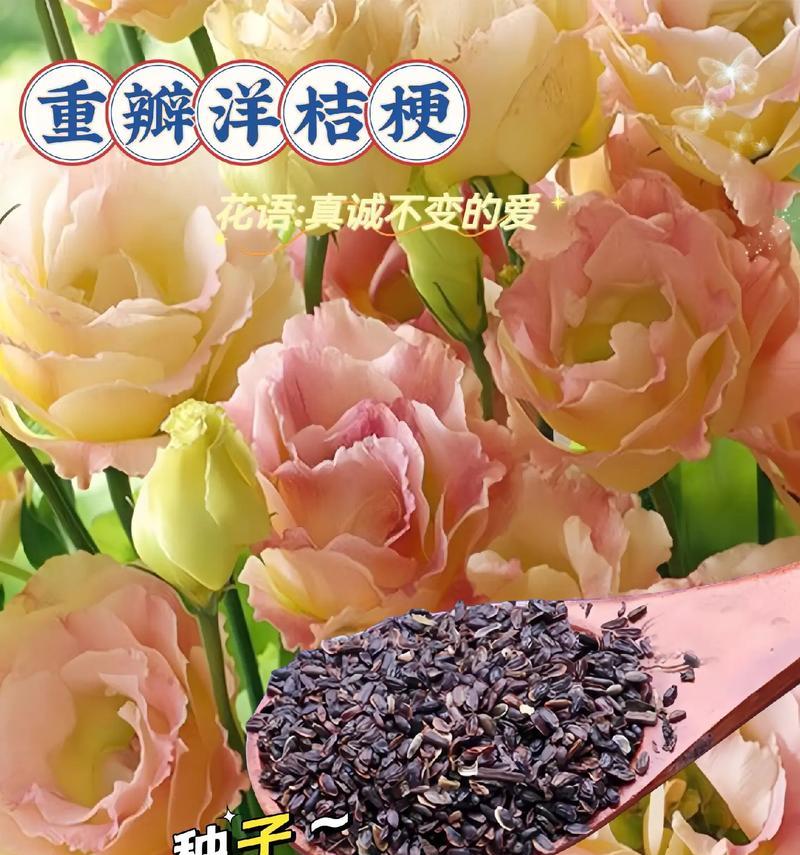 洋桔梗花语——坚定和祝福（传达美好祝愿的洋桔梗花语）