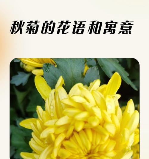 球菊的花语与寓意——盛开的希望（传递阳光与勇气的花，寄托未来的愿望）