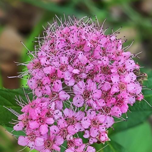 球菊的花语与寓意——盛开的希望（传递阳光与勇气的花，寄托未来的愿望）