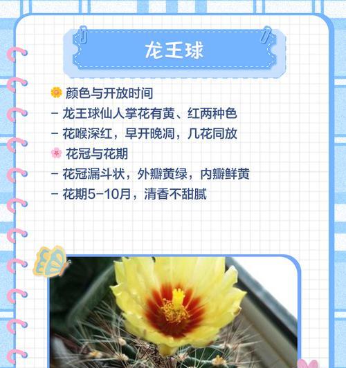 仙人掌花语（探寻仙人掌花的美丽意义，传达坚持与期待）