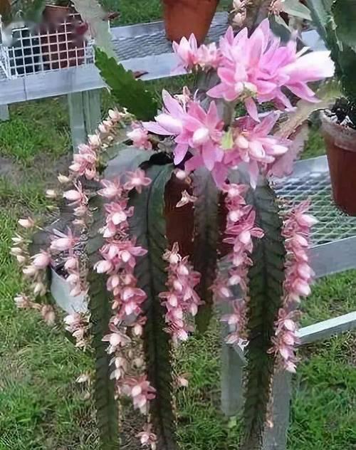 仙人掌花语（探寻仙人掌花的美丽意义，传达坚持与期待）