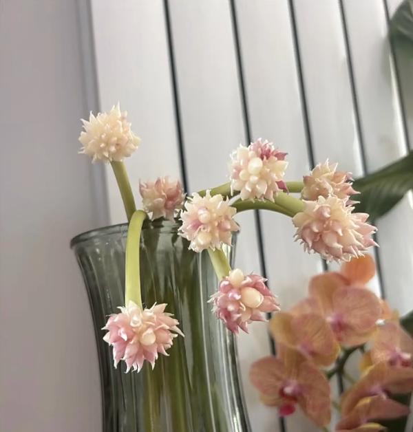女子“遗忘16天的蒜苔竟开花了”，好美，网友：我读书少，别骗我