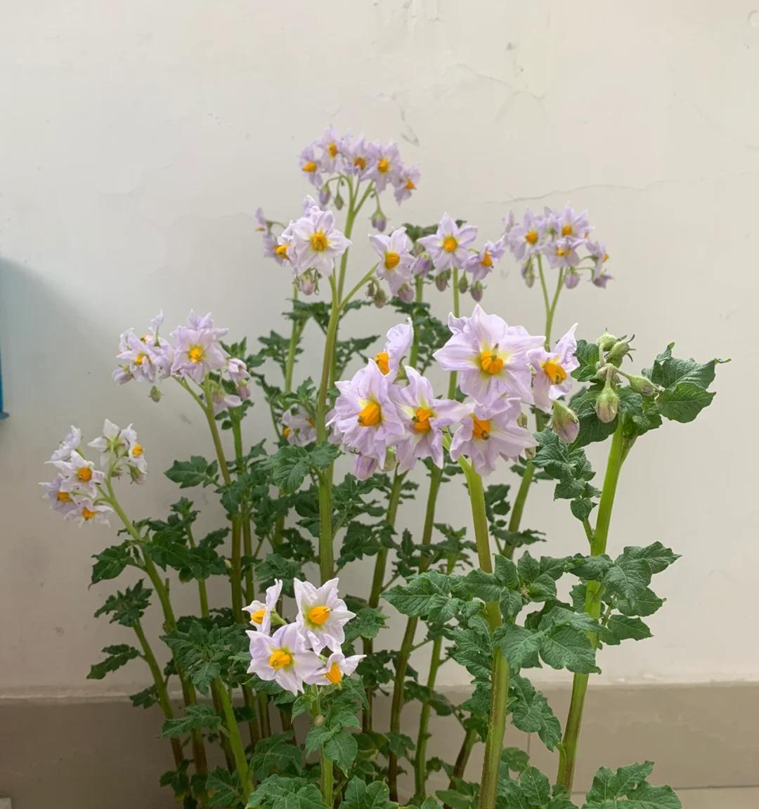女子“遗忘16天的蒜苔竟开花了”，好美，网友：我读书少，别骗我